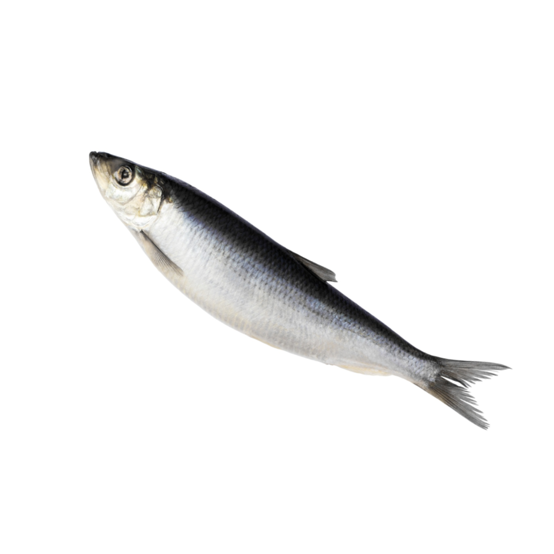 Whole Herring 1kg